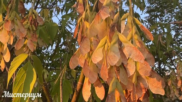 Самые Опасные дни в сентябре 2024. Неблагоприятные дни м смотреть онлайн