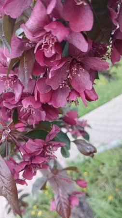 flowers of the Apple's trees 🌺🌺🌺яблони в цвету,весна