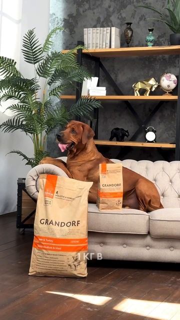 СМАЧНА АКЦІЯ від Grandorf 10+1 🐶 смотреть онлайн