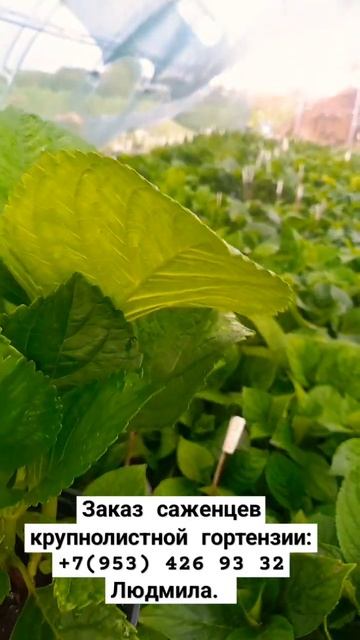 Гортензия крупнолистная смотреть онлайн