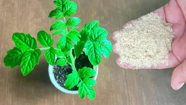 🌿🍅 ВСЕГО ЗА 2 ДНЯ РАССАДА ТОМАТОВ ЖИРНЕЕТ, ЗДОРОВЕЕТ НА ГЛАЗАХ, КОРЕНАСТАЯ, НЕ ВЫТЯГИВАЕТСЯ! 🍅🌿