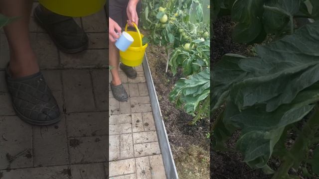 Подгляделки 😜 фитоспорин #инкубацияперепелов #переп? смотреть онлайн