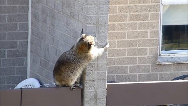 Смотреть всем! Смешной енот бродит по балконам шестого этажа смотреть онлайн