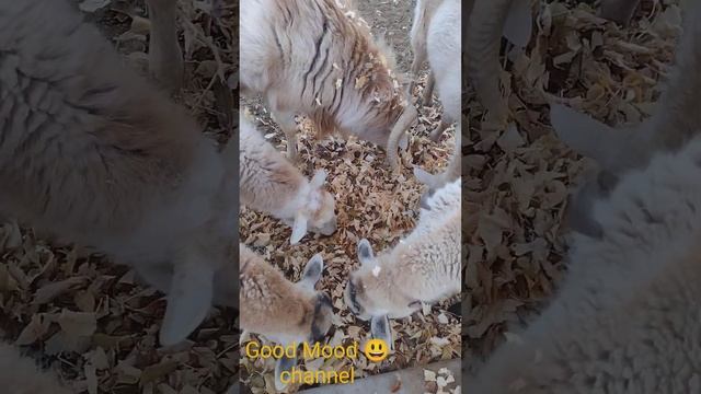 Our sheep eat leaves😃🐏🐑/ Наши овцы едят жёлтые листья 😃🐏🐑 смотреть онлайн