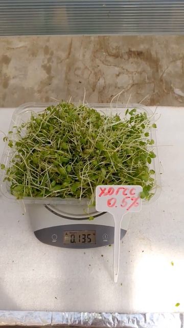 Микрозелень горчица #микрозелень #органика #биогумус # смотреть онлайн