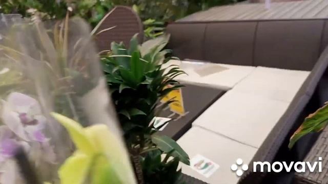 19.12.2024.ПРЕДНОВОГОДНИЙ ОБЗОР ОРХИДЕЙ В С/Ц ЭПИЦЕНТРА г. ? смотреть онлайн