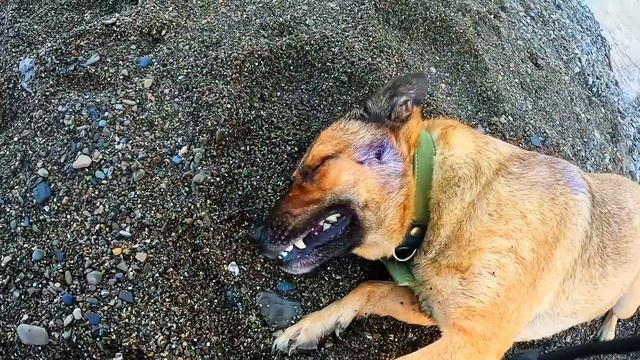 ▶️ Прогулка на море с собакой. Море теплое, на улице жарко. Закат в Ялте 9 июля 2024 года. Крым.
