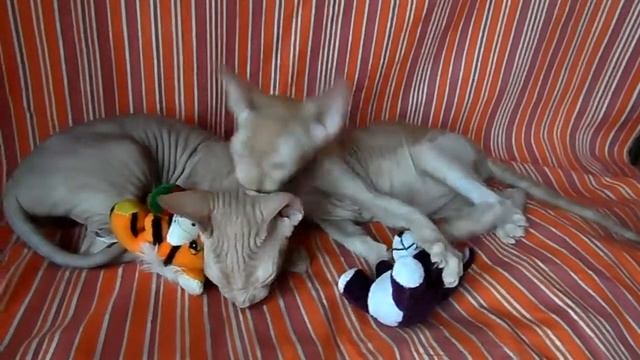 Рыжие котята сфинкса. смотреть онлайн