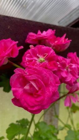 Пеларгония розебудная #цветы #растения #комнатныерастения