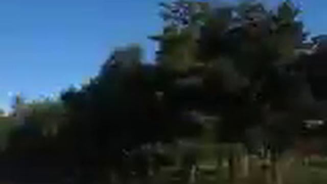 Утро в беседке-2013