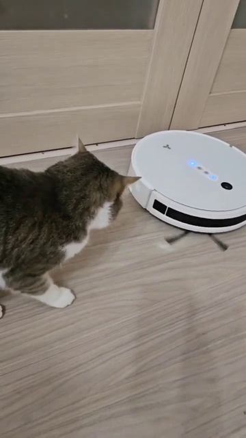 😁 И что это?😀 #cattomas #видеоскотиками#пылесос #hoover