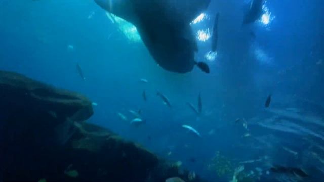 Стеклянный коридор на дне самого большого в Америке а?