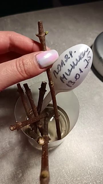 Проращиваем зелёные почечки у гортензии. Все пошагово смотреть онлайн