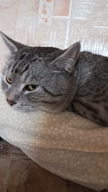 Напиши если горит.. #artikasti #music #концерт #лампочки #севил? смотреть онлайн