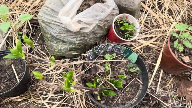 🌿 ГОРТЕНЗИИ БЕЗ ОБМАНА! Реальный опыт выращивания в открытом грунте