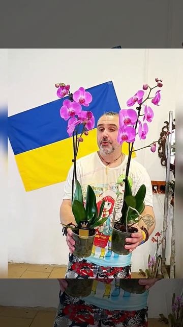 Орхидеи Фаленопсис Пинк Стар, цена 370 гривен! Бронь в в? смотреть онлайн