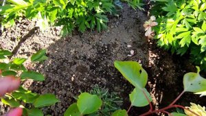 7 июня 2024 г.Цветение  пионов на даче у Елены .ч.3🌹🌹🌹🌟