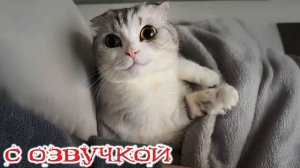 Приколы с котами! С ОЗВУЧКОЙ! Смешные видео про животных! Про котов и кошек!