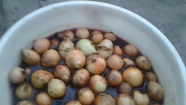 Опять в теплице!!! смотреть онлайн