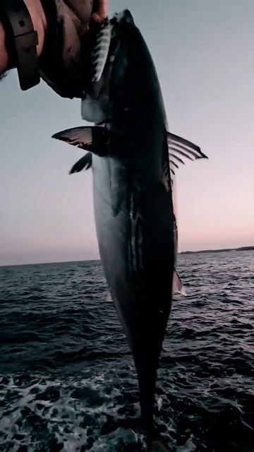 В море на джиг, паламида!#fishing#seafishing#cyprusseafishing#рыбалкавм смотреть онлайн