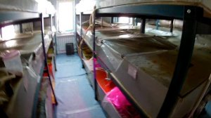 Разведение АККР. Избавление от каннибализма, малек, норы, родом для самок.