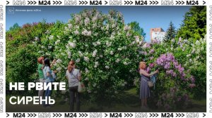 Москвичам напомнили о штрафах за порчу кустов сирени - Москва 24