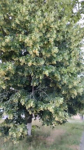 Цветёт липа. смотреть онлайн