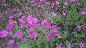 flowers 🌼 🌼 🌼 🌺 🌺 🌺 🌹🌹🌹 flowers 💐💐💐море  цветов прогулка птицы
