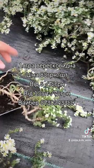 #астравересковидна #астра #купитисаджанці #саджанці смотреть онлайн