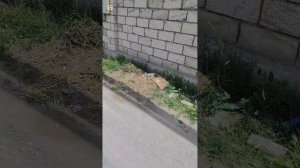 Хотела спасти собаку кожа и кости, но она убежала