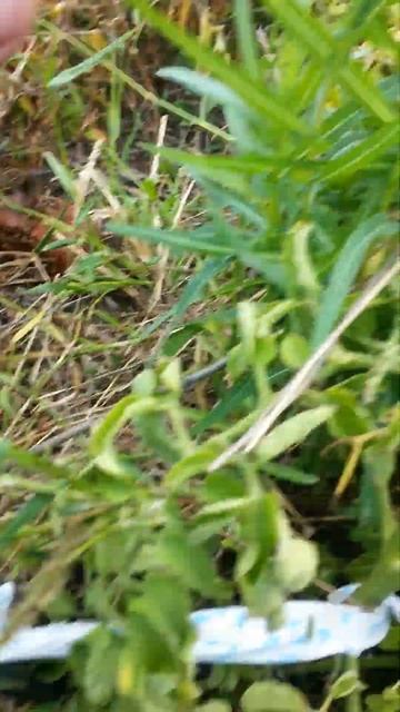 Тридцатый куст помидора Третьего Сентября - у него три смотреть онлайн