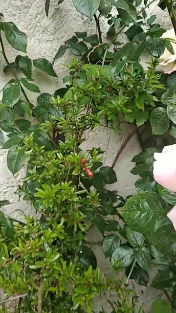 Карликовый гранат, Глория. Крым. 15 мая 2024 г. смотреть онлайн