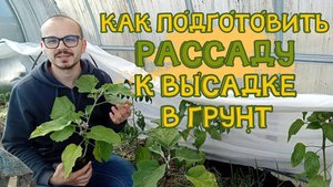 ПОДГОТОВКА РАССАДЫ К ВЫСАДКЕ В ГРУНТ