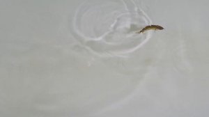 КИТАЙСКИЙ ЧУДО ВОБЛЕР СОСТАВНОЙ. IZUMI 105F