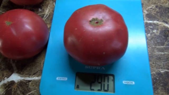 Новинки томатов 2023 года. Томатный Гном Укус змеи поражает крупными плодами в конце лета. №895.