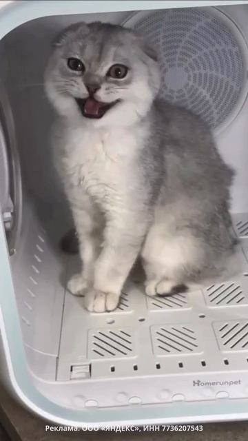 🐈Сушилка для питомцев.Автоматическая сушка для коше?