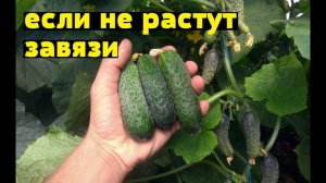 Плохой урожай огурца - ДВЕ подкормки все исправят! Удивительно