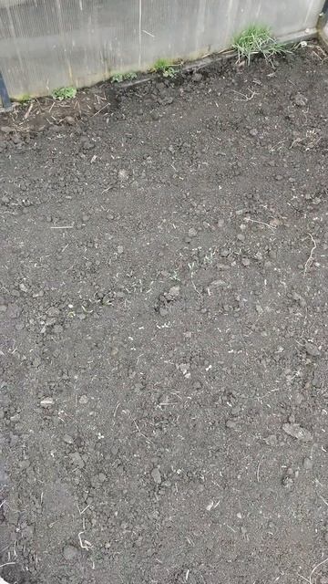 Первые всходы в теплице зелень и редиска смотреть онлайн