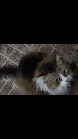 КОТ МАСЯНЯ