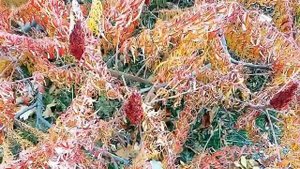 Красивые деревья осенью.