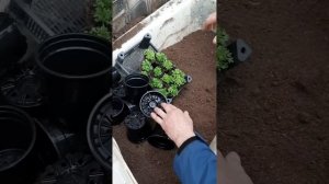 Цветочные ковры, для альпийской горки. Камнеломка нах?