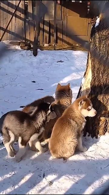 Вкусное дерево! #Shorts смотреть онлайн