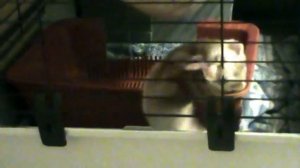 Побег из Шоушенка