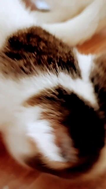 Коты едят магазинный корм смотреть онлайн