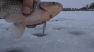 Зимняя рыбалка ловля крупного карася на мормышку