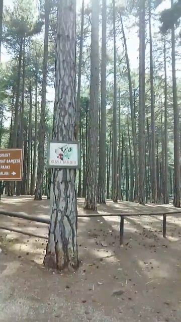 Турция,Аланья Мы приехали в Орман Парк. Это огромный с смотреть онлайн