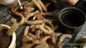 Как спасти кактус от сухой гнили и правильно его укоре