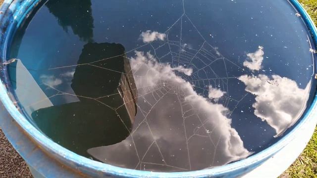 Подводная паутина для подводных пауков) смотреть онлайн