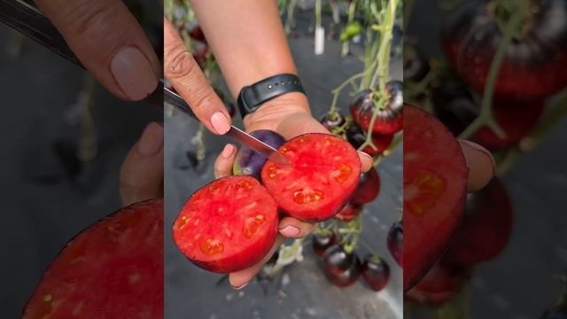 Томат "Черная магия" от Агрофирмы "Сибирский Сад" смотреть онлайн