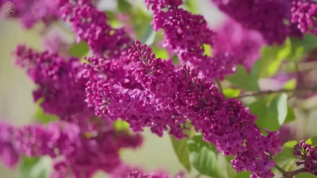 Нежная музыка, успокаивает нервную систему и радует душу 🌿 целебная музыка для сердца и сосудов